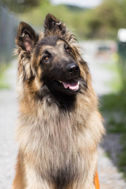 tervuren - tervueren fotografías e imágenes de stock