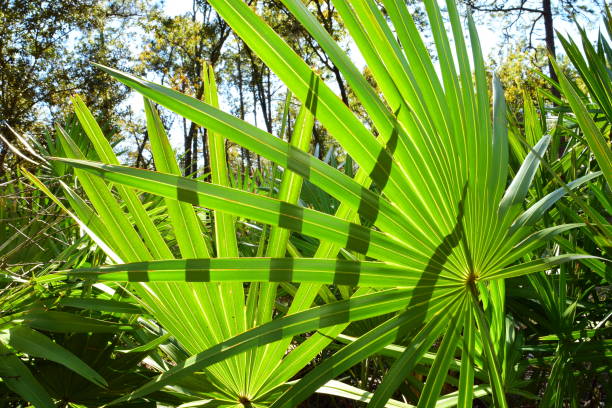 istock Back lit Saw Palmetto fronds with shadows 872089556