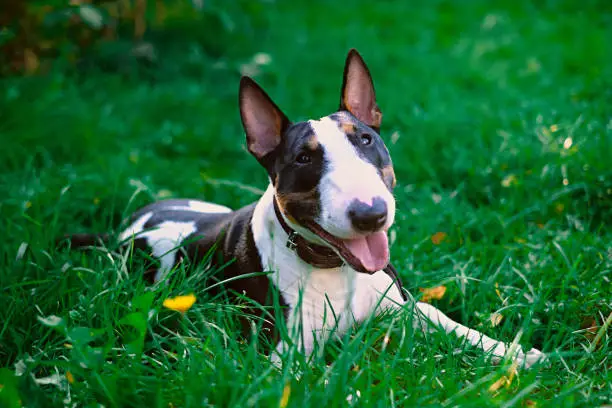 Smiling English bullterrier puppy dog portrait on a green grass on a sunny day.