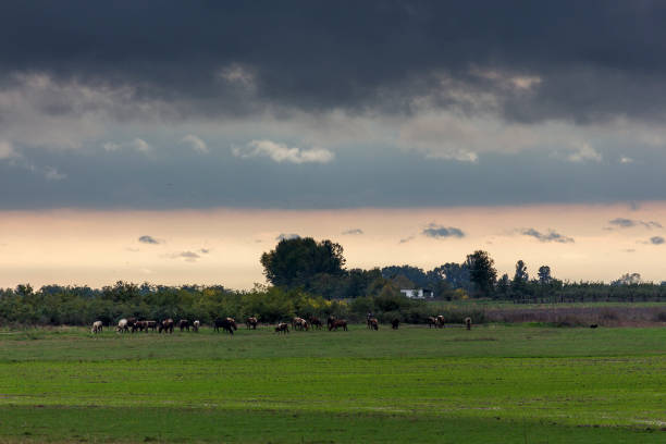 istock Cow herd in farm pasture 872089826