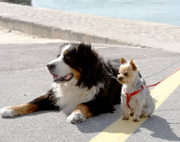 istock Big and small dogs on the street. 872092880