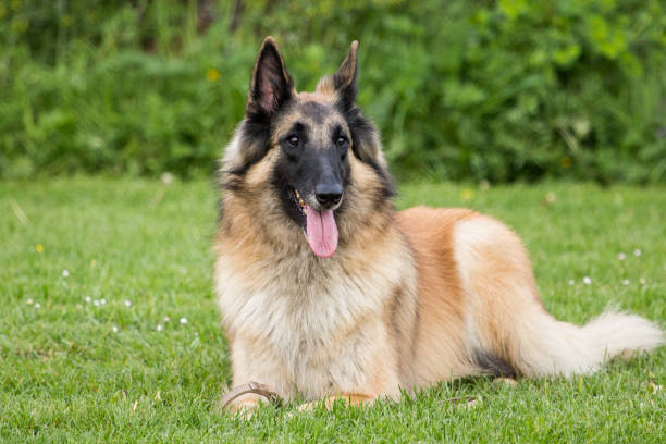 tervuren - tervueren fotografías e imágenes de stock