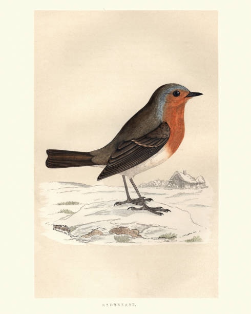 ilustrações de stock, clip art, desenhos animados e ícones de natural history, birds, robin redbreast (erithacus rubecula) - rubecula