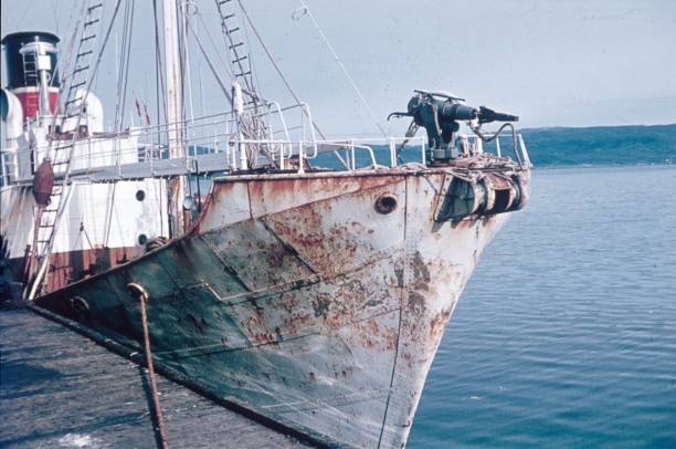 Whale  boat, Norway,1966 Svolvaer, Norway, 1966. Whale hunter boat with harpoon. In Norway, whaling is still allowed today. gray whale stock pictures, royalty-free photos & images