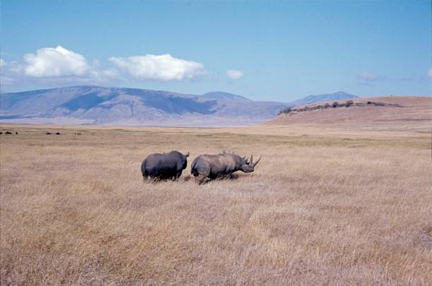 istock Rhinoceros in the Savanna, 872096156