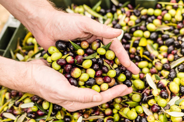 Close up of farmer holding harvested olives stock photo