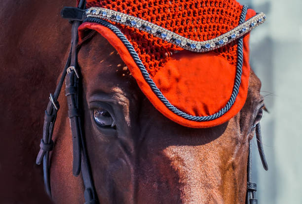 istock Horse looking straight forward closeup on show jumping competition. 872101684
