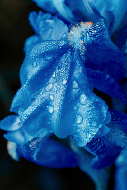 istock Blue wet iris flower on a dark background 872104002