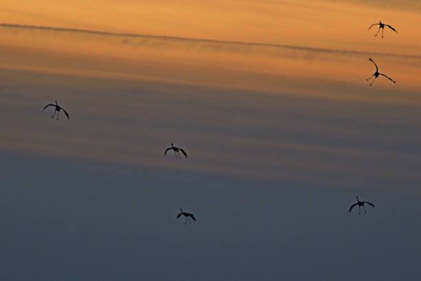 istock Cranes on land approach at sunset 872104106