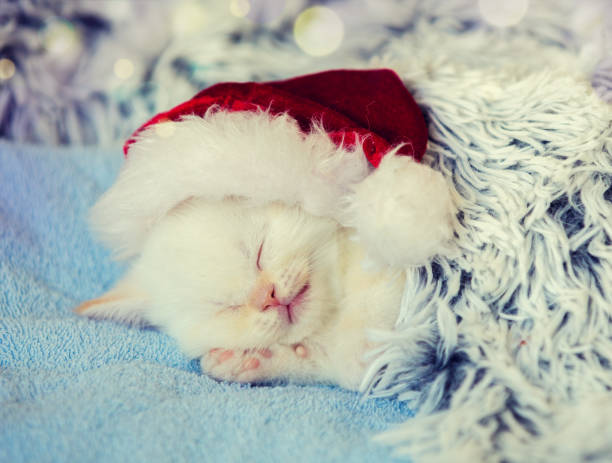 istock Sleeping little kitten wearing Santa Claus hat. Kitten covered with a fluffy blanket 872105032