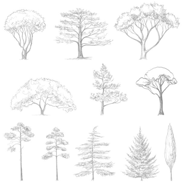 vector sketch of trees vector sketch of trees, hand drawn isolated natural elements linden new jersey stock illustrations