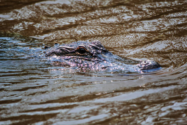 istock Alligator in the Water 872108524