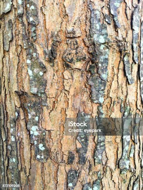 Tree Surface Old Tree Surface Background Old Tree Surface Texture Close Up Stock ...