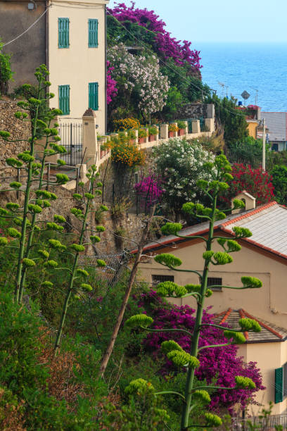 istock Blossom Vernazza, Cinque Terre 872112458