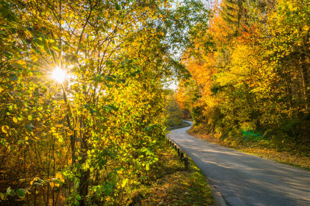 backlight country road in autumn october indian summer colorful foliage on trees in the forest with sun creating a bright scenery