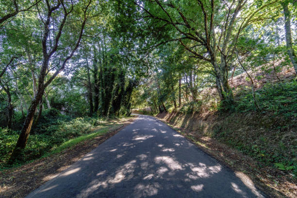 istock Perspective view of a very little transited road within a thick forest with typical Atlantic vegetation in Galicia Spain) 872115216