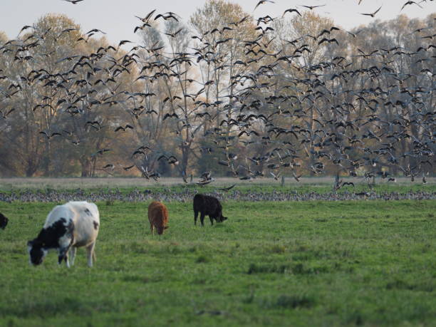 istock Goose start a thousand times 872115298