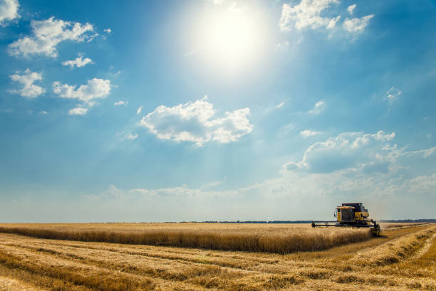 istock Harvester removes wheat 872115520
