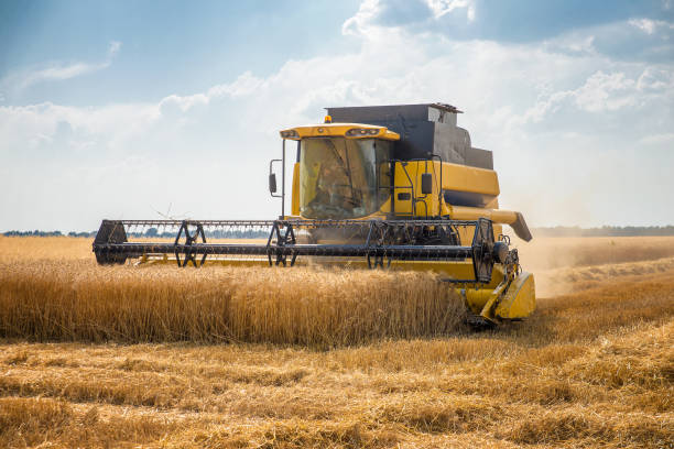 istock Harvester removes wheat 872115570