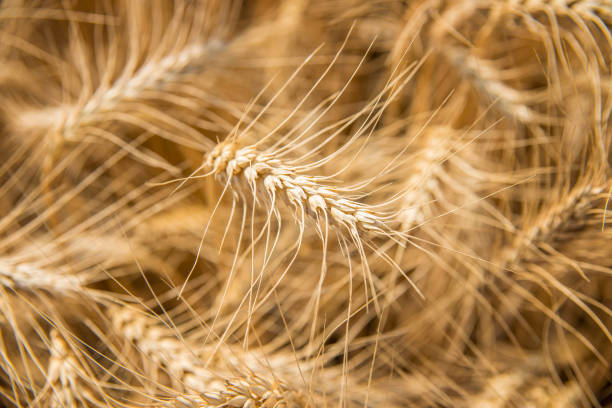 istock wheat in the field 872115804