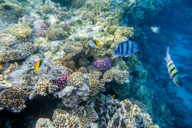 istock beautiful and diverse coral reef 872116190