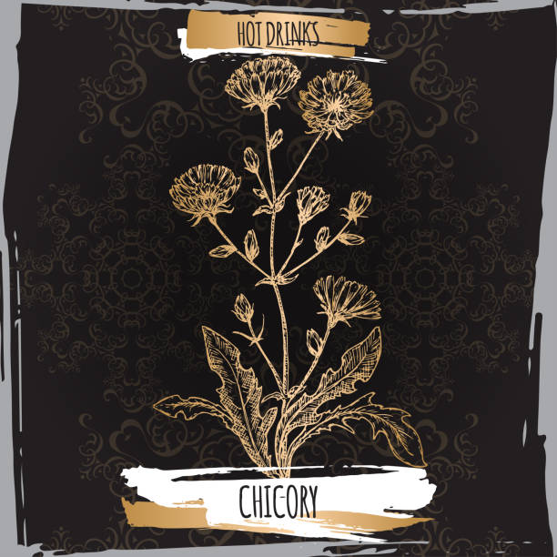 Cichorium intybus aka common chicory sketch on black background. Used as coffee substitute. Hot drinks collection. Great for cafe, bars, tea ads.