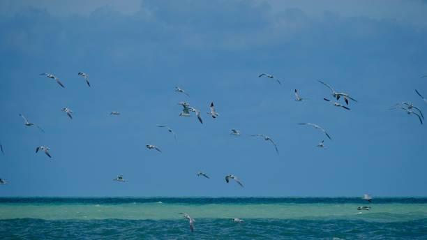 istock Many Sea gulls flying over the sea 872116268