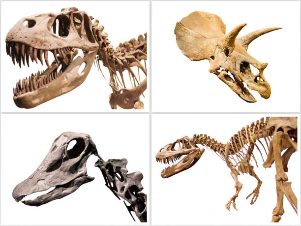 istock Composition of dinosuars skeletons on white isolated background. 872116462