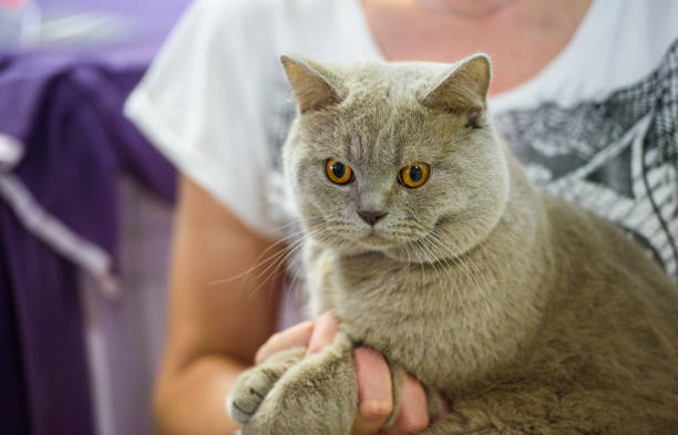 istock British short hair cat on arms 872118794