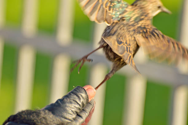Starling takes off with his hands.It flaps its wings.