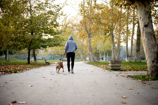 A man with Labrador retriever dog walking near the lake in the park