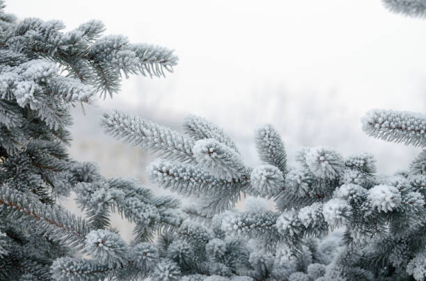istock Christmas tree branch in the snow. 872120856