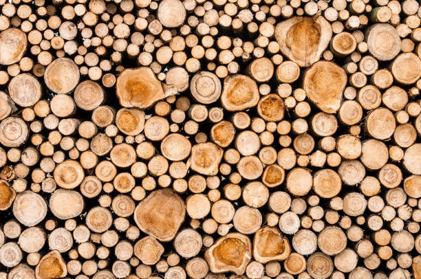 istock Logs of trees in nature 872121206