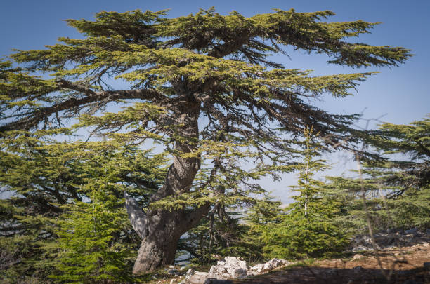 istock Trees of Al Shouf Cedar Nature Reserve 872121242
