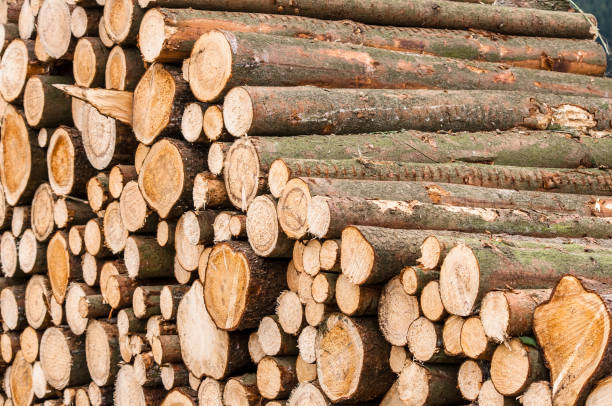 istock Logs of trees in nature 872124462