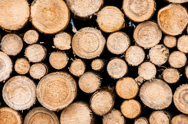 Logs of trees in nature Closeup of logs of trees in nature. a lot of cutted logs. lumber industry timber lumberyard industry stock pictures, royalty-free photos & images