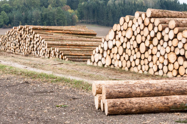 istock Logs of trees in nature 872124742