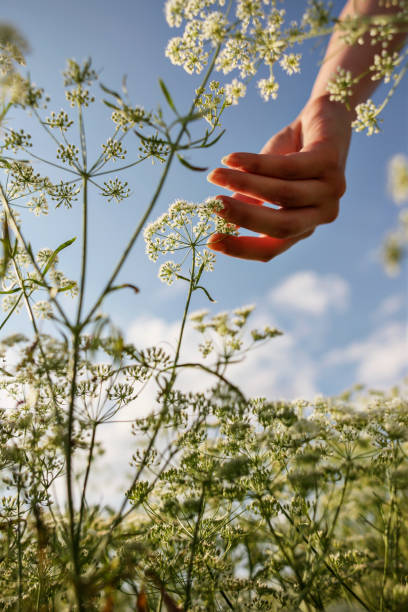 istock Anise Field and Farmers 872127948