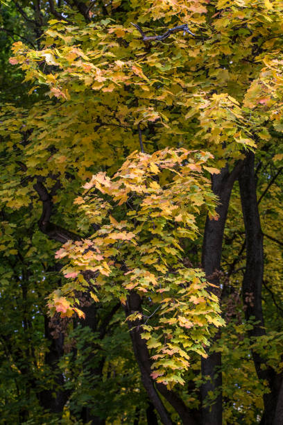 istock Beautiful autumn forest or park foliage 872128148