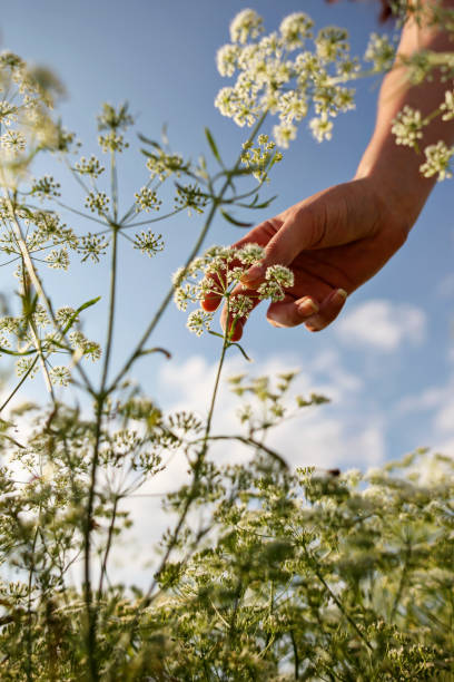 istock Anise Field and Farmers 872128412
