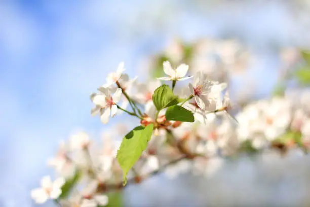 background blurred flowers in spring time