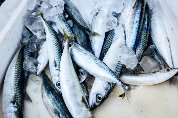 istock Fresh Mackerel in box with ice at the fish market 872139214