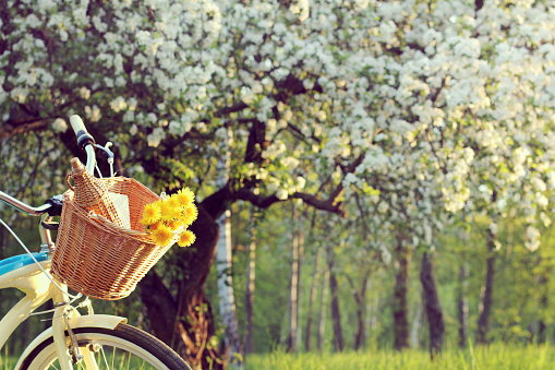 wicker basket with a bouquet of dandelions and retro bottle on the background of the spring landscape