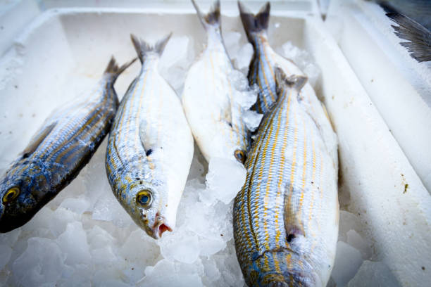 Fresh Sarpa Salpa Or Salema Porgy in box with ice at the fish market Fresh fish Sarpa Salpa Or Salema Porgy on ice in a box made of Styrofoam at supermarket for sale. salpa stock pictures, royalty-free photos & images