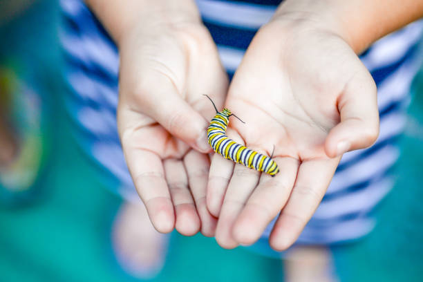 Caterpillar Kid Child holds a Monarch butterfly caterpillar in small hands with care wildlife conservation stock pictures, royalty-free photos & images
