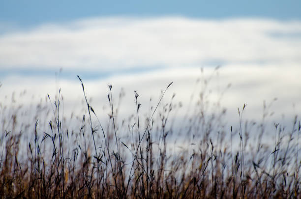 Tall Prairie Grass in autumn in the Assiniboine Forest, Winnipeg, Manitoba, Canada