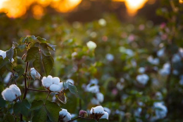 campo de algodón - cotton smooth green plant fotografías e imágenes de stock