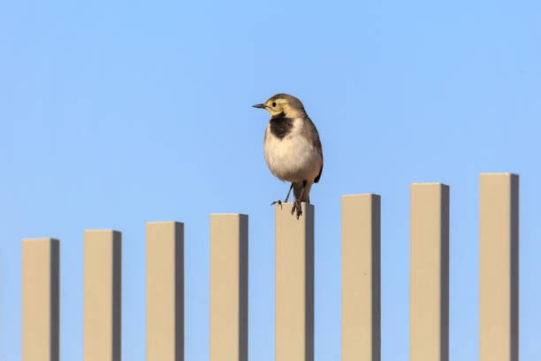 istock Gray Wagtail looks to the right 872146212