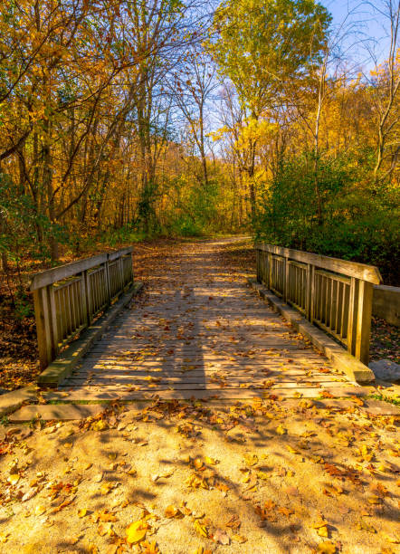 istock Fall colors in the forest preserve 872146348