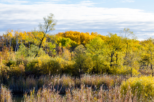 Trees covered in colorful leaves in autumn in the Assiniboine Forest, Winnipeg, Manitoba, Canada